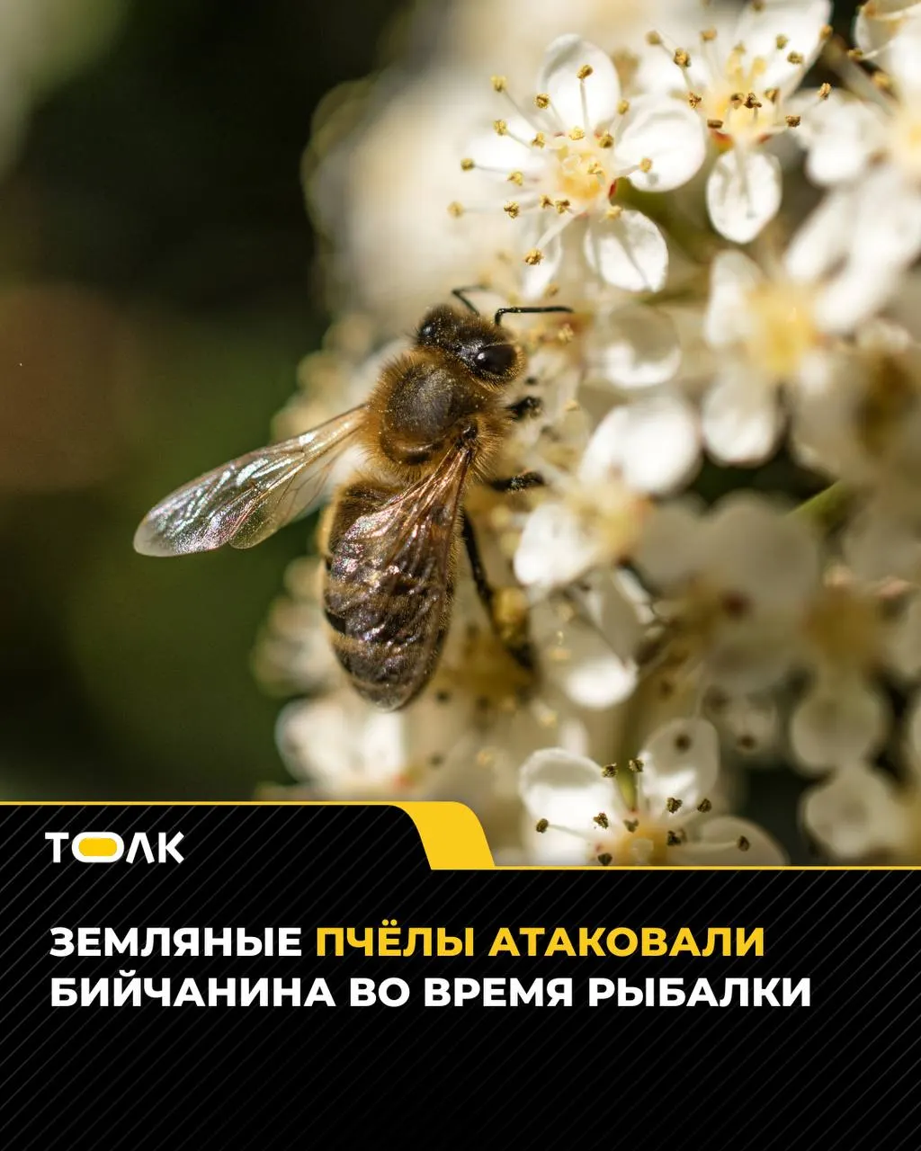 Во время рыбалки в Бийске рыбака ужалили земляные пчёлы. Медики оказали помощь, специалисты предупреждают об опасности аллергических реакций.