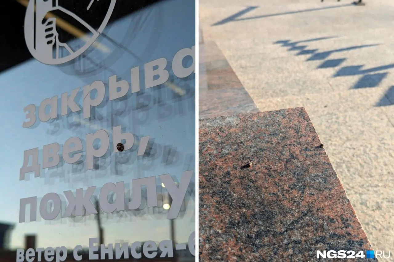 Красноярцы зафиксировали массовое нашествие божьих коровок