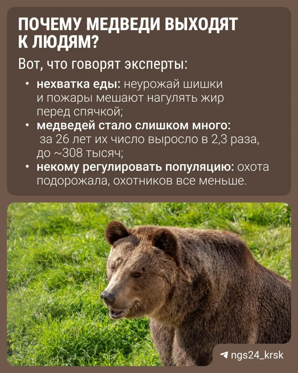 По стране активность медведей растёт: отмечаются столкновения с людьми, наиболее пострадал регион Красноярский край.
