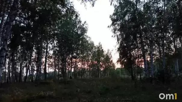Мужчина из Тарского района Омской области столкнулся с молодым медведем на пути к населенному пункту; инцидент произошёл на единственной дороге, ведущей к селу, и подчёркнул тревогу по поводу активности хищников в Сибири.