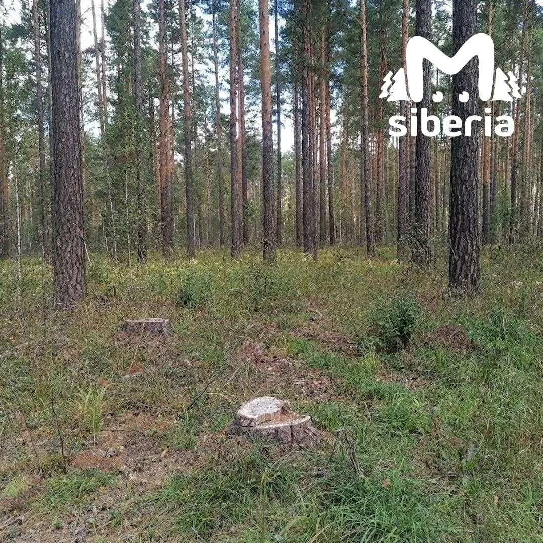 Жители Новосибирска жалуются на продолжающуюся вырубку деревьев в Кудряшовском бору: запрет на въезд для обычных автомобилей соседствует с работой тяжелой техники, люди требуют документов и разъяснений.