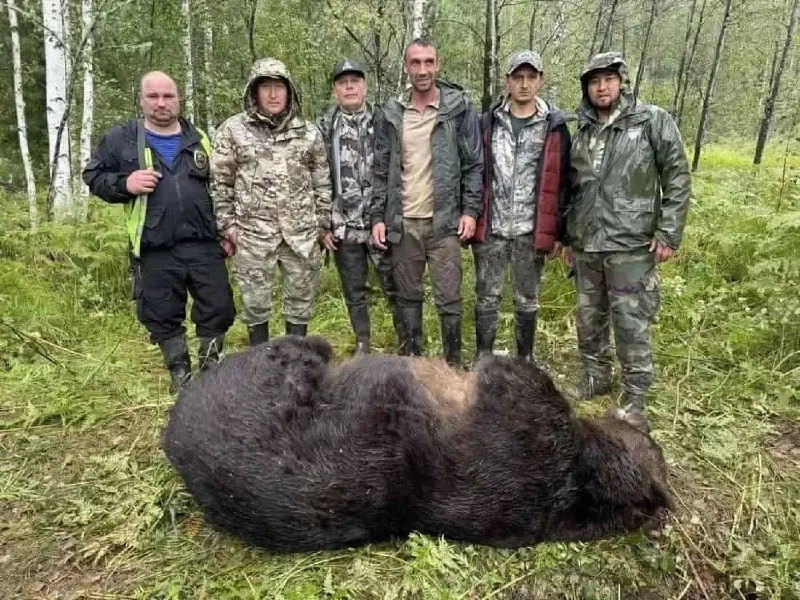 Медведи выходят к поселениям в регионе Алтай и соседних регионах Сибири после гибели туристки; власти применяют массовый отстрел, обсуждаются причины появления зверей и реакции жителей.