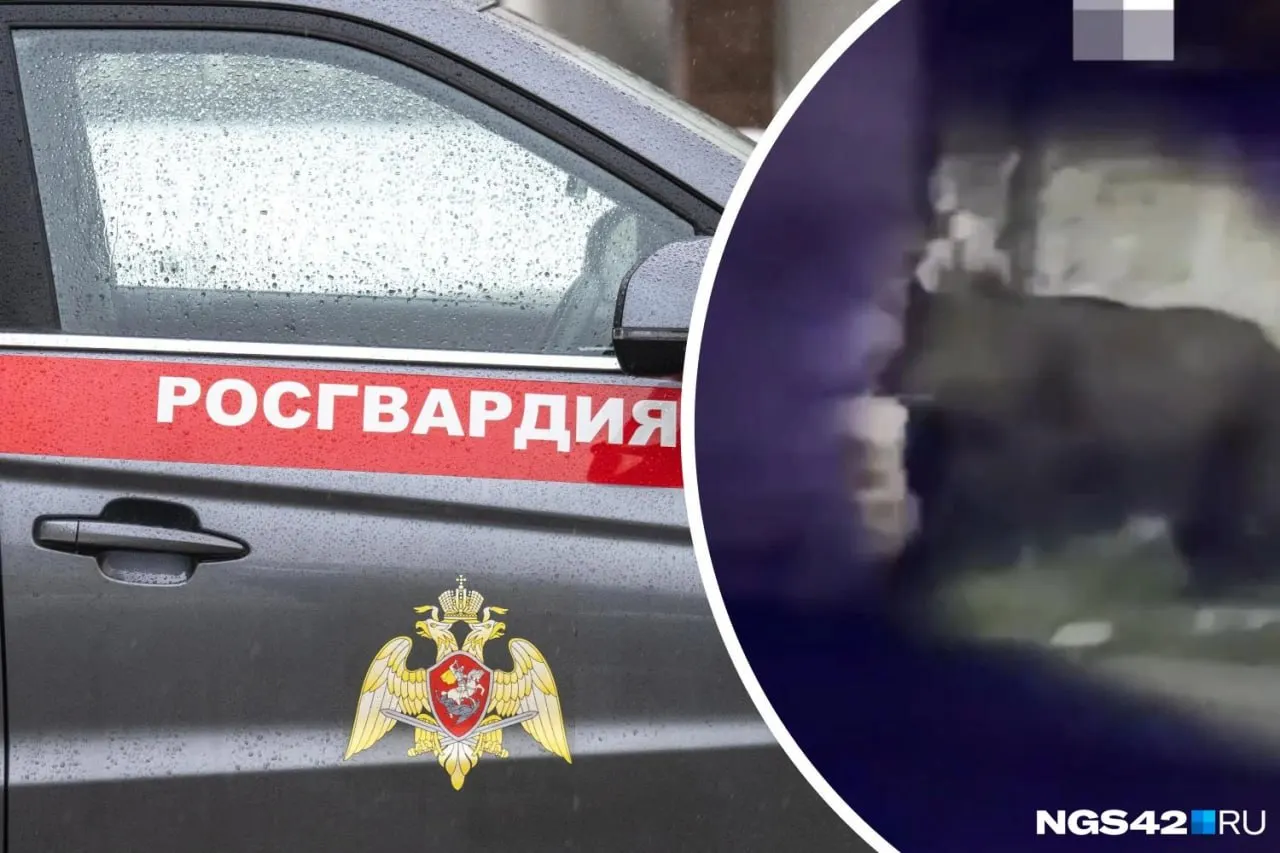 Силы правопорядка пытались обезопасить население и не допустить контакта с диким медведем в Кемеровской области; ситуация взята под контроль.