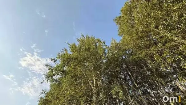 Губернатор принял участие во всероссийском совещании по бурому медведю; в регионе ведутся мониторинг и рейды для обеспечения безопасности жителей.