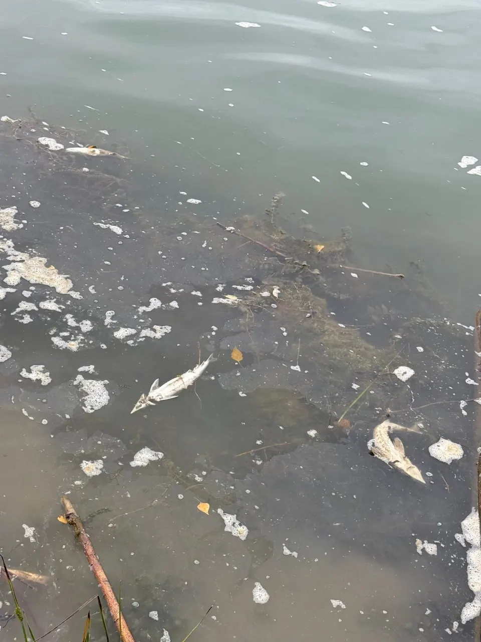 В Иртыше близ Омска зафиксировано массовое гибель рыбы; вода местами вспенивается, специалисты проводят анализы воды, чтобы определить источник загрязнения и оценить ущерб экосистеме.