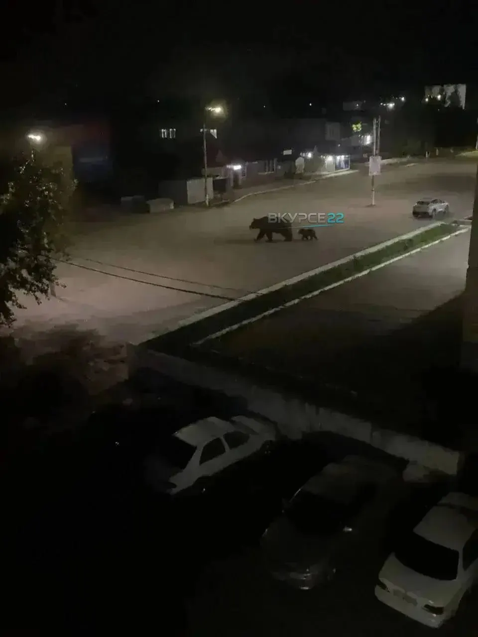 Горожане заметили медведёнка возле вокзала, затем — медведицу у ночного бара «Сова». Специалисты ищут животных, гражданам рекомендуется сохранять спокойствие.