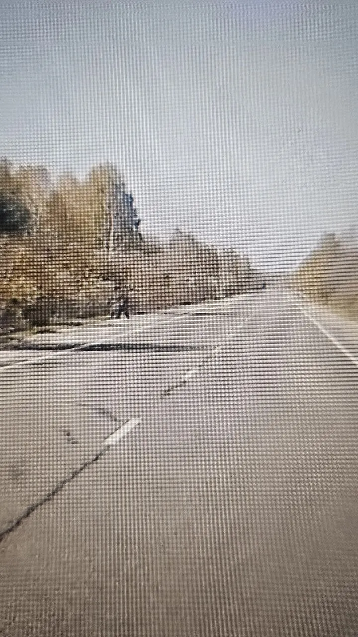 Днём 12 сентября на трассе Барнаул — Кемерово заметили черного медведя; очевидцы предупреждают, что в этом районе лучше не ходить в лес за грибами.