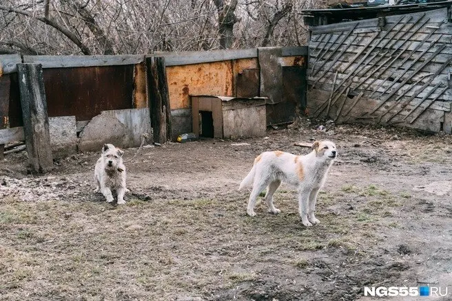 Заболевание выявлено в двух районах; введён карантин до 21 ноября 2026 года; ограничительные меры распространяются на оборот животных и проведение мероприятий.