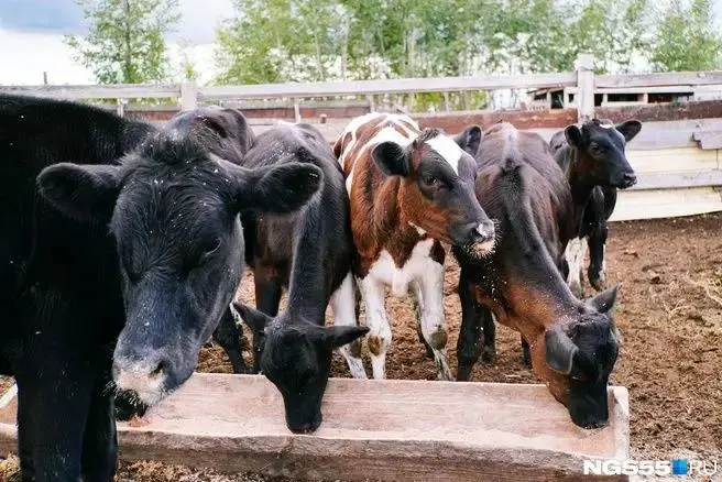 Поголовье скота снизилось на 3% к концу июля 2026 года; наблюдается рост производства молока и яиц.