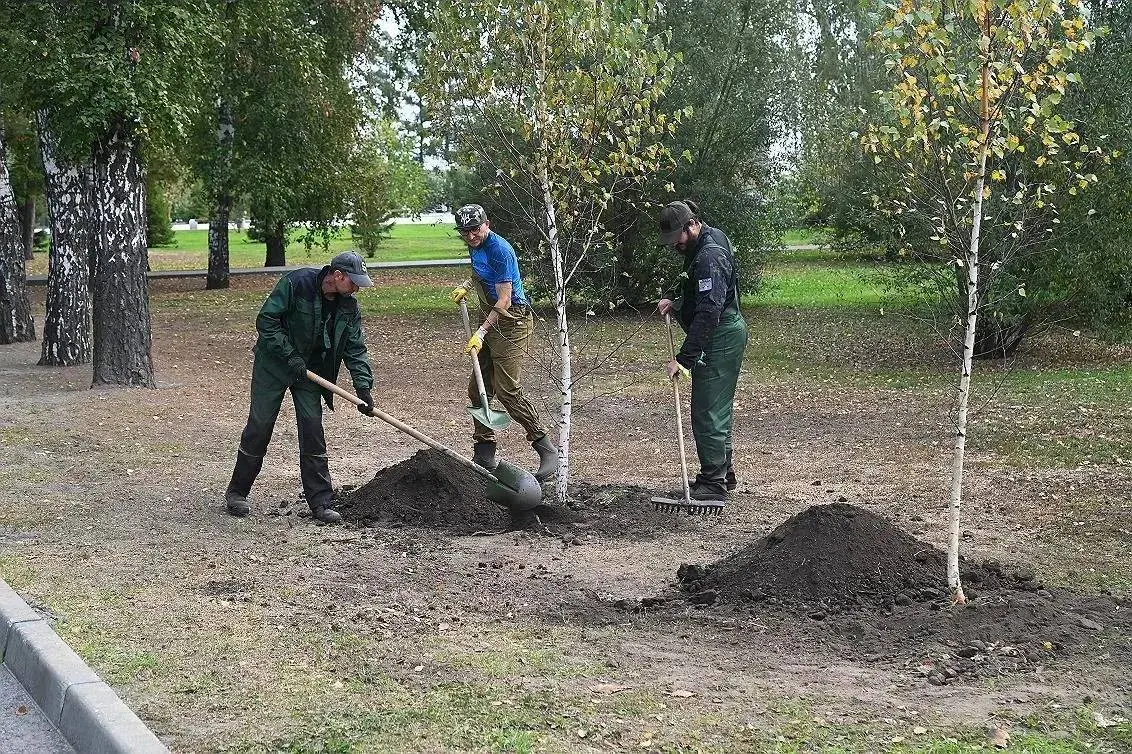 Барнаул. Обновление озеленения: заменяют аварийные деревья молодыми, запланирована высадка более тысячи деревьев и кустарников в 2026 году.