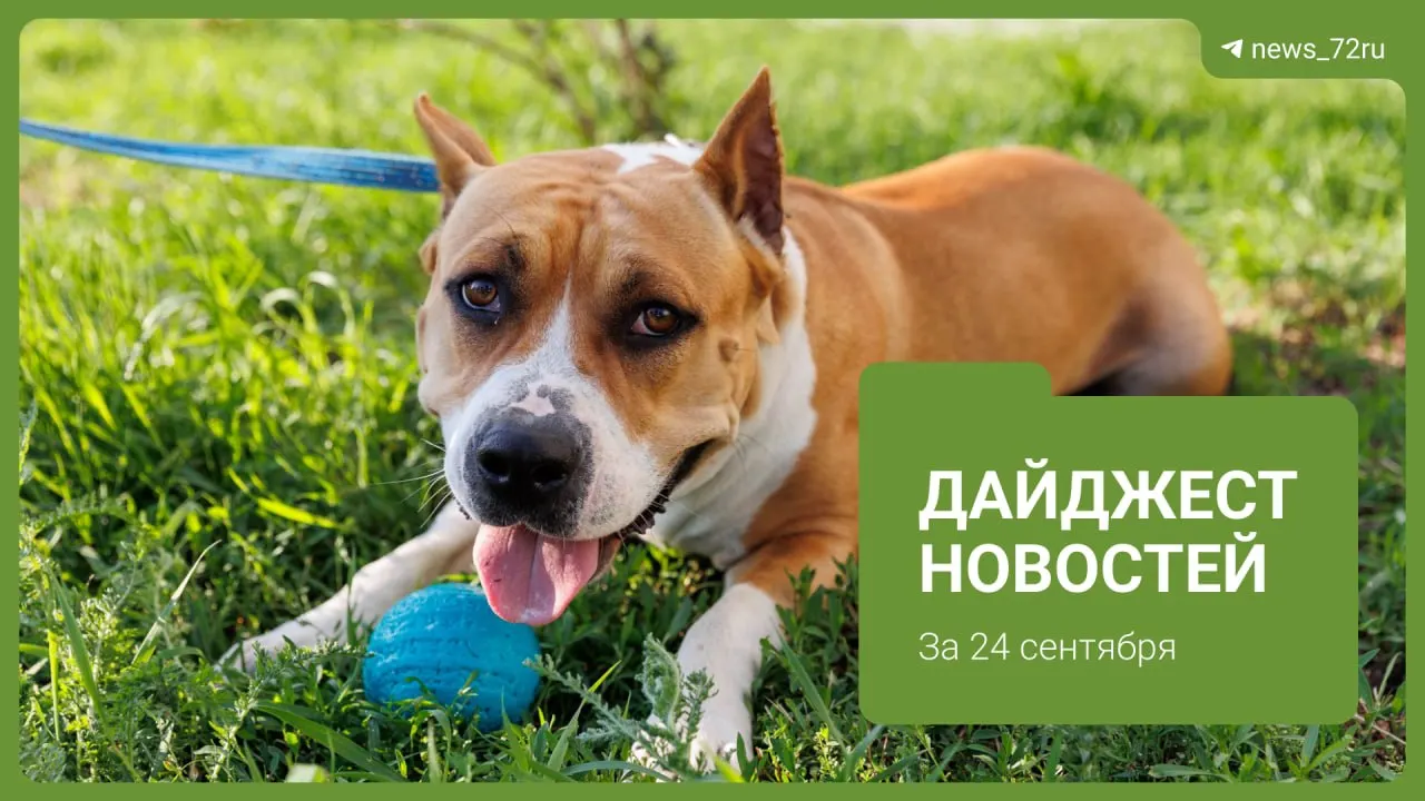 Главные события дня в СФО: приговор по делу о смертельном ДТП в Ялуторовском тракте, проблемы подземных переходов в регионе, вопросы реновации и ремонтов.