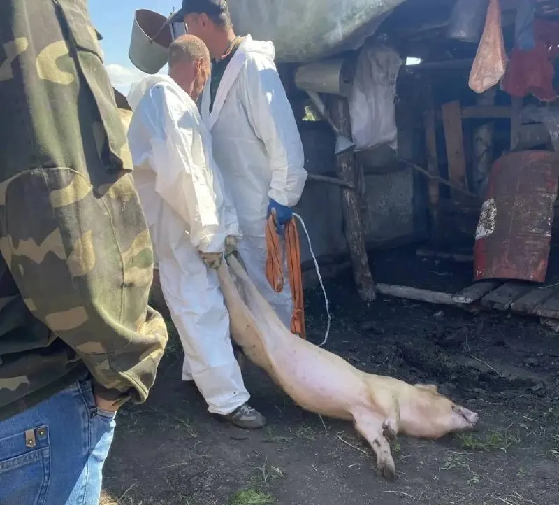 У малых хозяйств принудительно изымают поголовье свиней, чиновники скрывают данные о болезни животных; активисты требуют ответов и компенсаций.