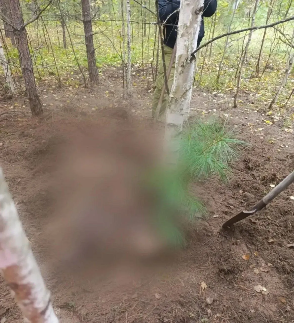 В лесу Красноярского края медведь стал причиной гибели двух грибников; их тела найдены 2 сентября, им было 67 и 73 года.