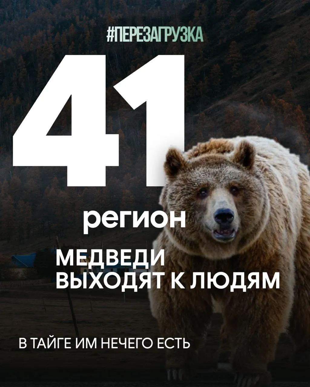 Голод зверей, выходящие к населенным пунктам, рост числа смертей и сомнения в приоритете природоохранной политики на фоне экспорта леса в Китай.