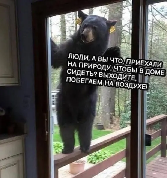 Городские службы предупреждают о риске встреч с дикими зверями и призывают жителей соблюдать меры безопасности.