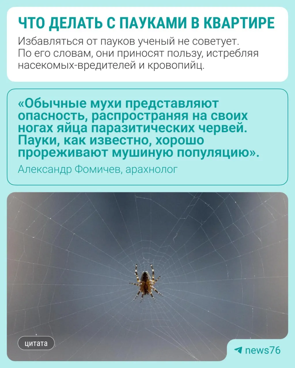 Учёный-арахнолог объясняет, когда пауков можно не трогать и как безопасно освободить их на улицу.