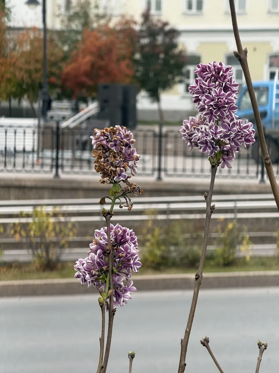 В начале октября в Омске повторно зацвела сирень на Любинском проспекте — похоже, тёплая погода повлияла на сезон растения.