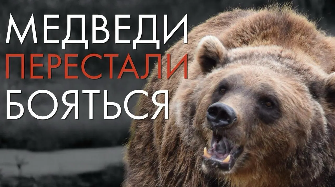 Разбираемся, почему попытки «сократить численность» не устраняют причины конфликтов и что нужно для безопасного сосуществования медведей и людей в регионе.