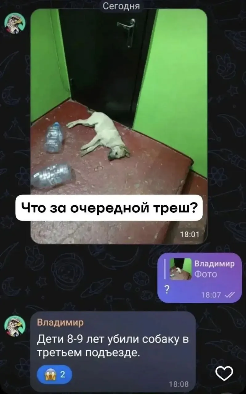 Правоохранительные органы изучают обстоятельства гибели бездомной собаки во дворе жилого дома и ищут свидетелей.