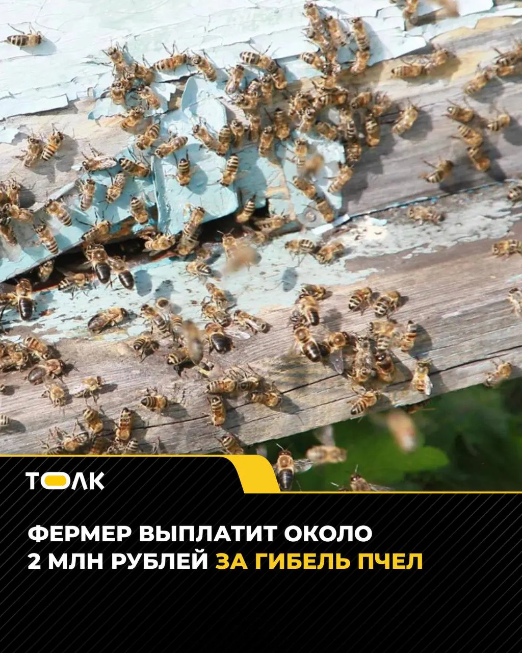 После гибели пчел на полях Алтайского края суд обязал фермера выплатить почти 2 млн рублей пострадавшему пасечнику и возместить судебные расходы.
