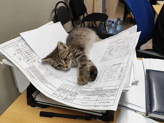 На строительной площадке охранники нашли серого котёнка Мурчика; после заботы и поиска ему нашли семью и новый дом в Новосибирске.